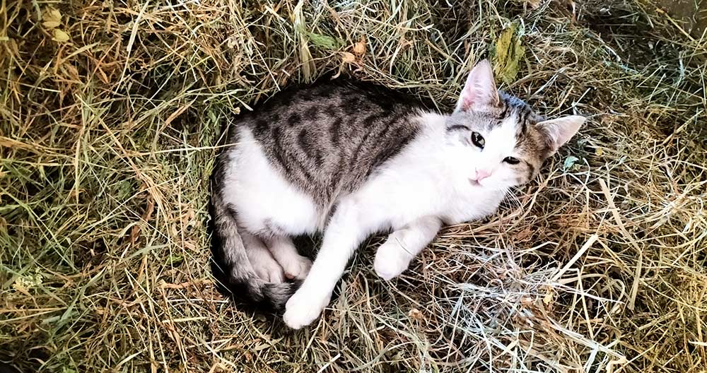 Tiere am Moarhof in Südtirol