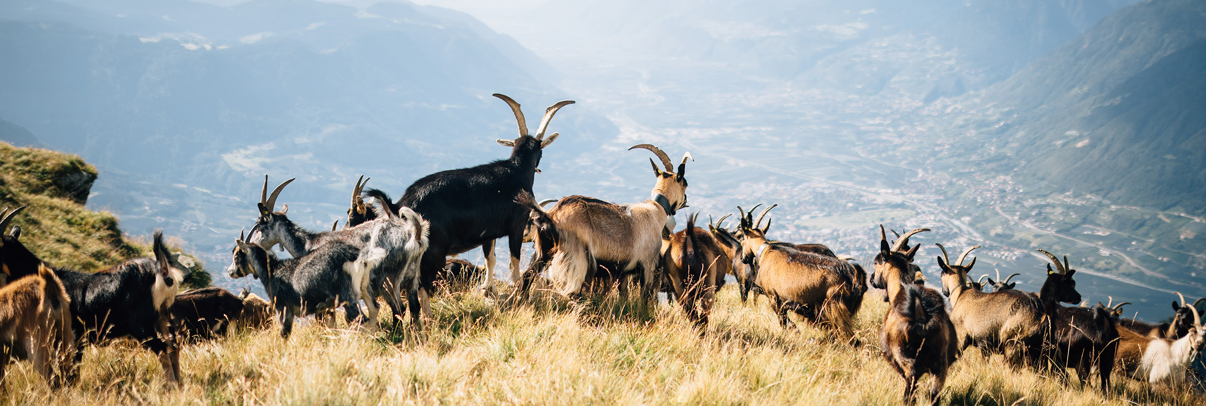 Tiere am Moarhof