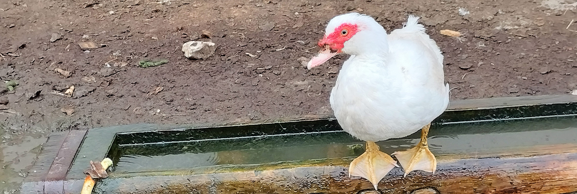 Tiere am Moarhof